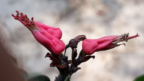 Close-up of pink flowers on branch