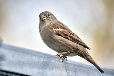 Low angle view of bird perching on railing