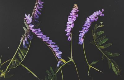 Close-up of purple flowers against black background