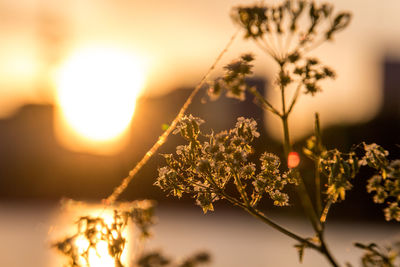 Close-up of flowering plant against sky during sunset