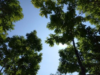 Low angle view of trees against sky