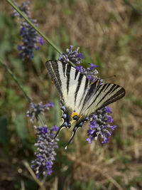 Close-up of butterfly pollinating on purple flower