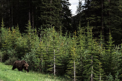 Bear in the mountains, alberta canada 