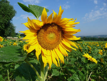 Close-up of yellow sunflower on field