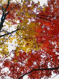 Low angle view of trees