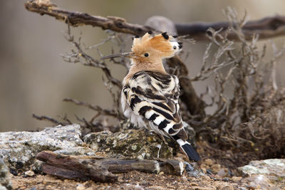 Close-up of bird perching on rock