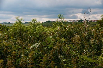 Plants and trees on field against sky