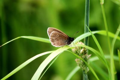 Close-up of butterfly on grass