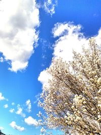 Low angle view of trees against blue sky