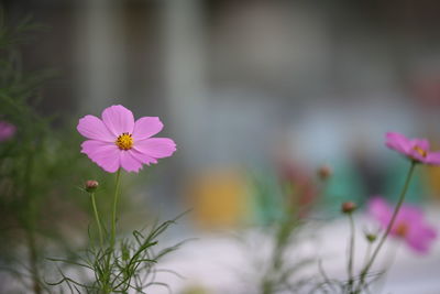 Close-up of pink flower