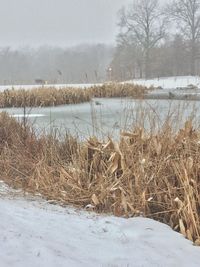 Bare trees on snow covered field