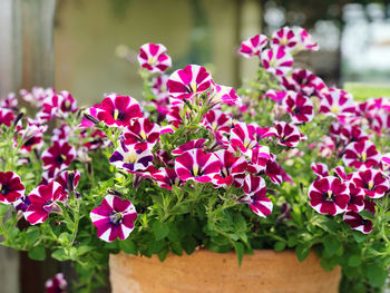 Close-up of pink flowering plants