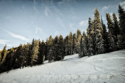 Wide angle of sun and shade on snow and trees in berthoud pass