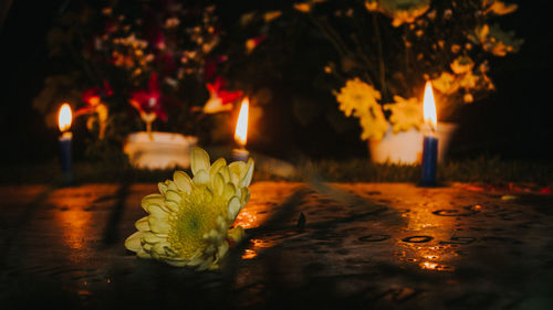 Close-up of illuminated plant at night
