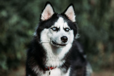 Dog looking away outdoors