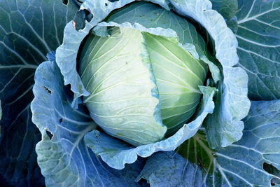 cabbage