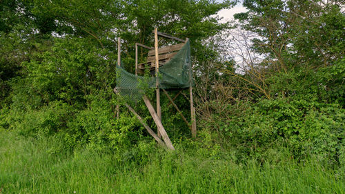 View of trees in forest