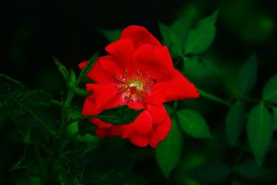 Close-up of red rose flower in park