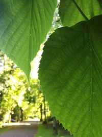 Close-up of fresh green leaf