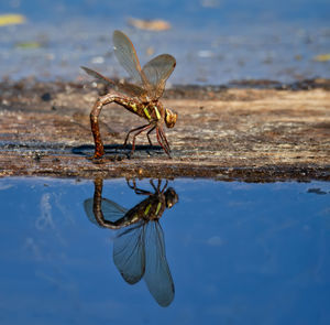 Big dragonfly laying eggs