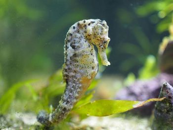 Close-up of seahorse in water