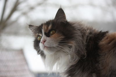 Close-up of cat looking away