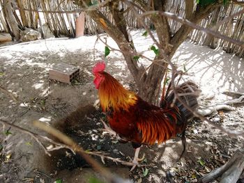 Close-up of rooster on tree