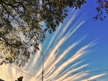 Low angle view of tree against sky