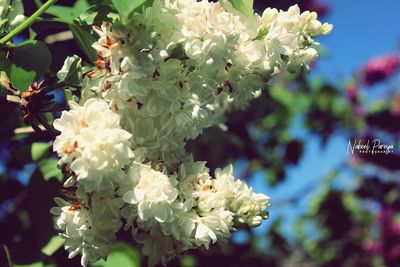 Close-up of flowers on tree