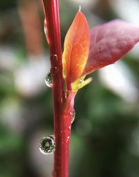 Close-up of water drops on leaf