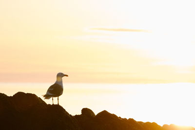 Bird perching on a rock