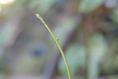 Close-up of insect on plant