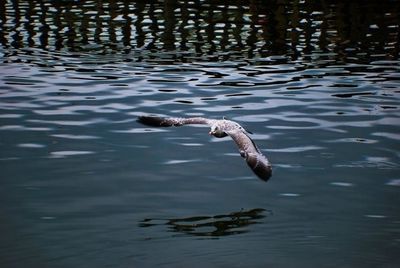 Birds in calm water