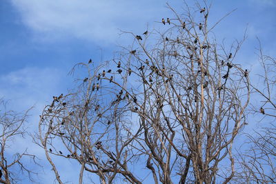 Low angle view of bird flying against sky