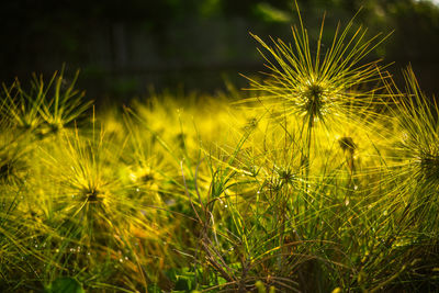 Close-up of dandelion on field