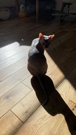 High angle view of cat lying on floor at home