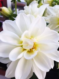 Close-up of white flower