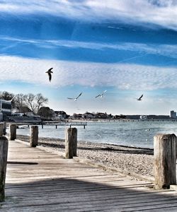 Seagull flying over sea