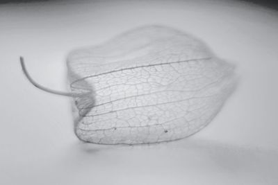 Close-up of human hand against white background