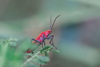 Close-up of insect on plant