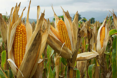 Corn growing on farm against sky
