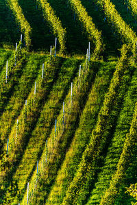 View of vineyard