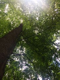 Low angle view of tree against sky