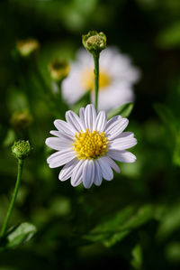 Close-up of white flowering plants