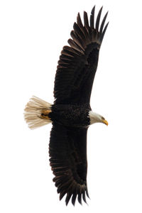 Low angle view of eagle flying against clear sky