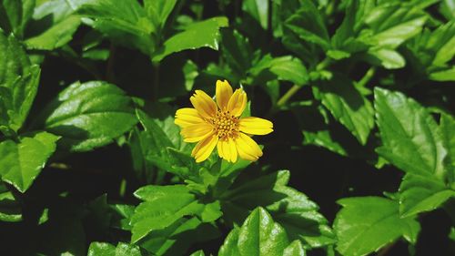 Close-up of yellow flowers blooming outdoors