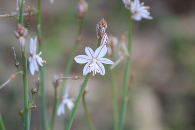 Close-up of flowers blooming outdoors