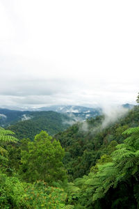 Scenic view of tree mountains against sky