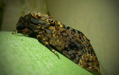 Close-up of lizard