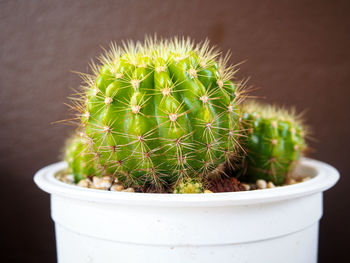 Close-up of succulent plant in pot